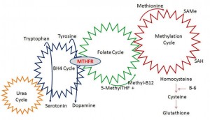 MTHFR and Fertility