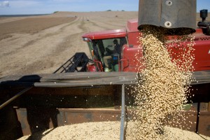 Soya Harvest