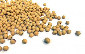 dried soybeans