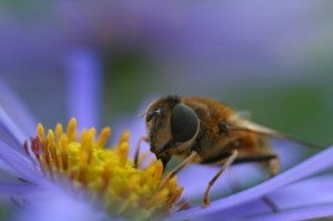 bee