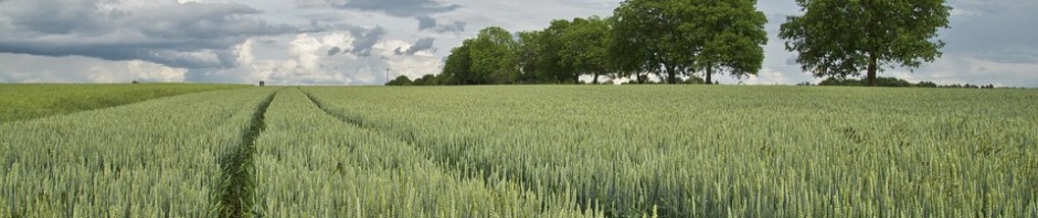 Exploring Alternatives to Standard Grains