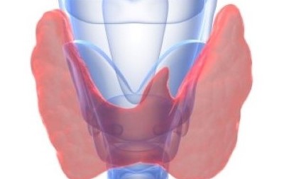 Thyroid (Hypo)